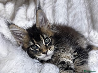 Maine Coon cats Maine Coon kitten - Advert 2