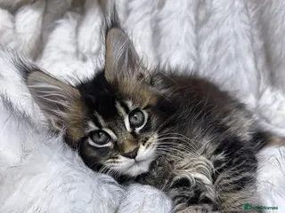 Maine Coon cats Maine Coon kitten - Advert 8