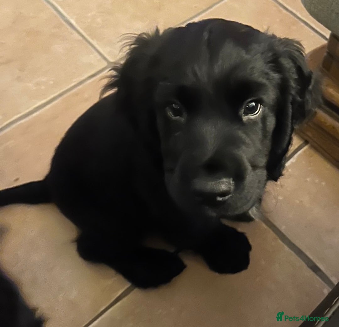 Cocker Spaniel dogs for sale: Wonderful cocker spaniel puppies for sale  - Advert 2