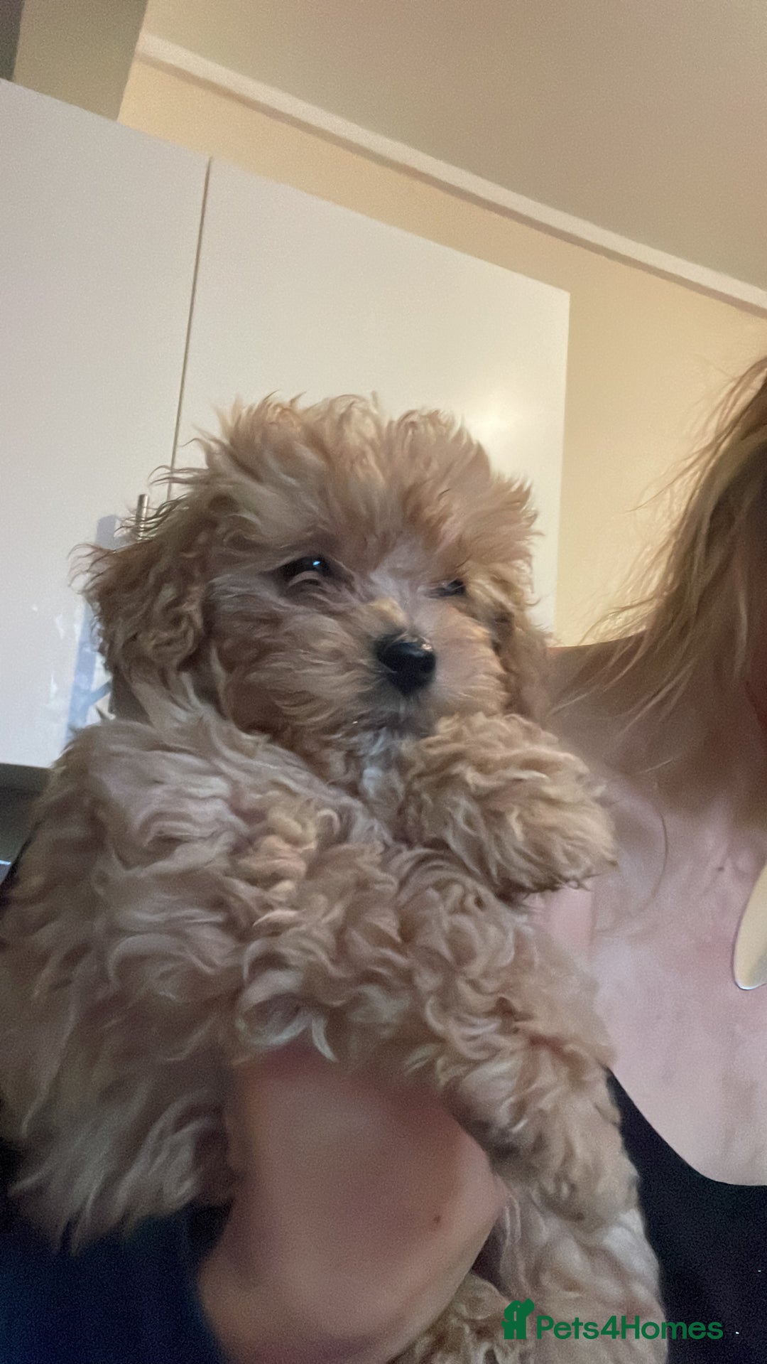 Maltipoo dogs for sale: Stunning Maltipoo Teddy Bear 🧸  - Advert 10