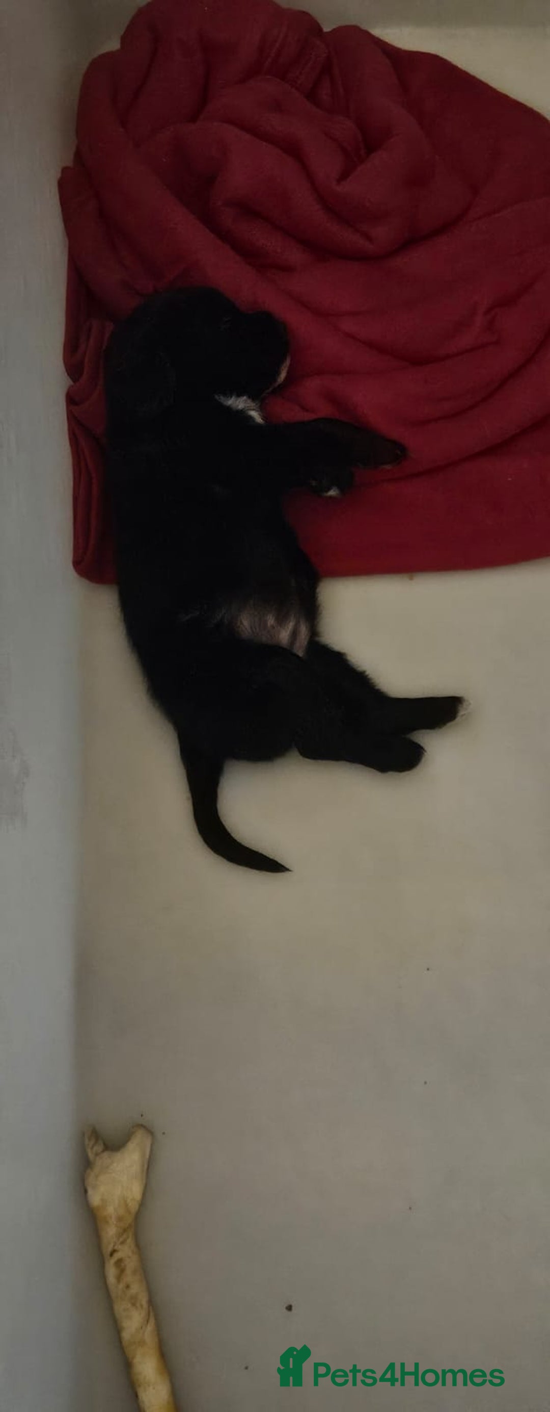 Cocker Spaniel dogs for sale: Cockerspaniel black girl - Image 7