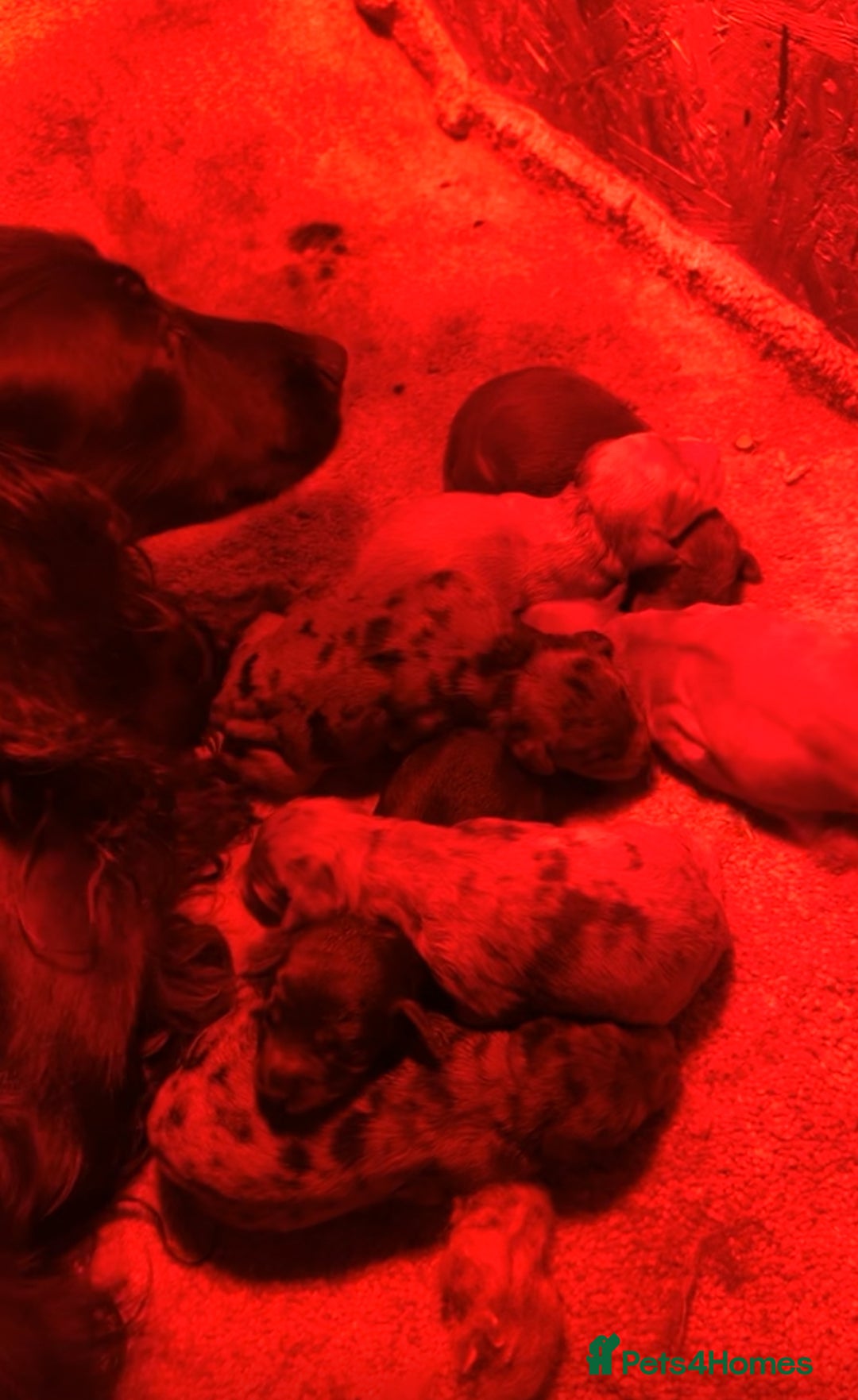 Cockapoo dogs for sale: BEAUTIFULL F1 COCKAPOOS - Image 24