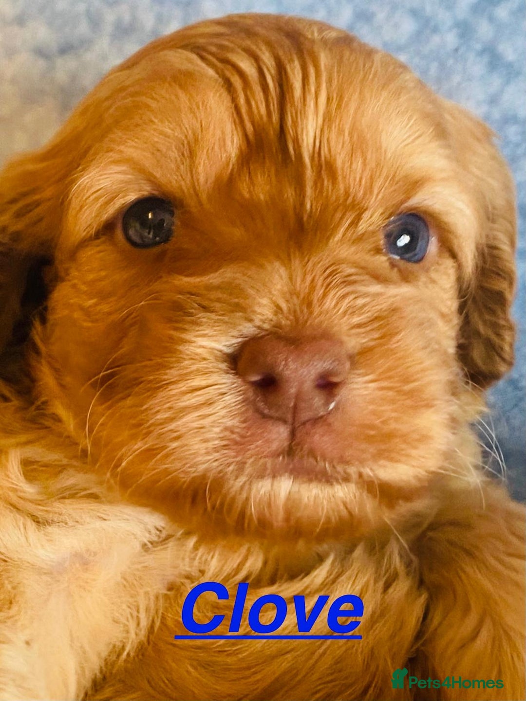Cockapoo dogs for sale: Home raised American Cockapoos - Image 4