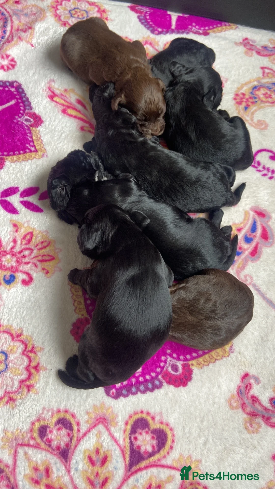 Cockapoo dogs for sale: F1b Beautiful Cockapoo puppies  - Advert 4