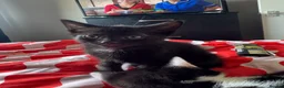Mixed Breed cats for sale: 3 beautiful black kittens  in Stoke-on-Trent - Advert 5