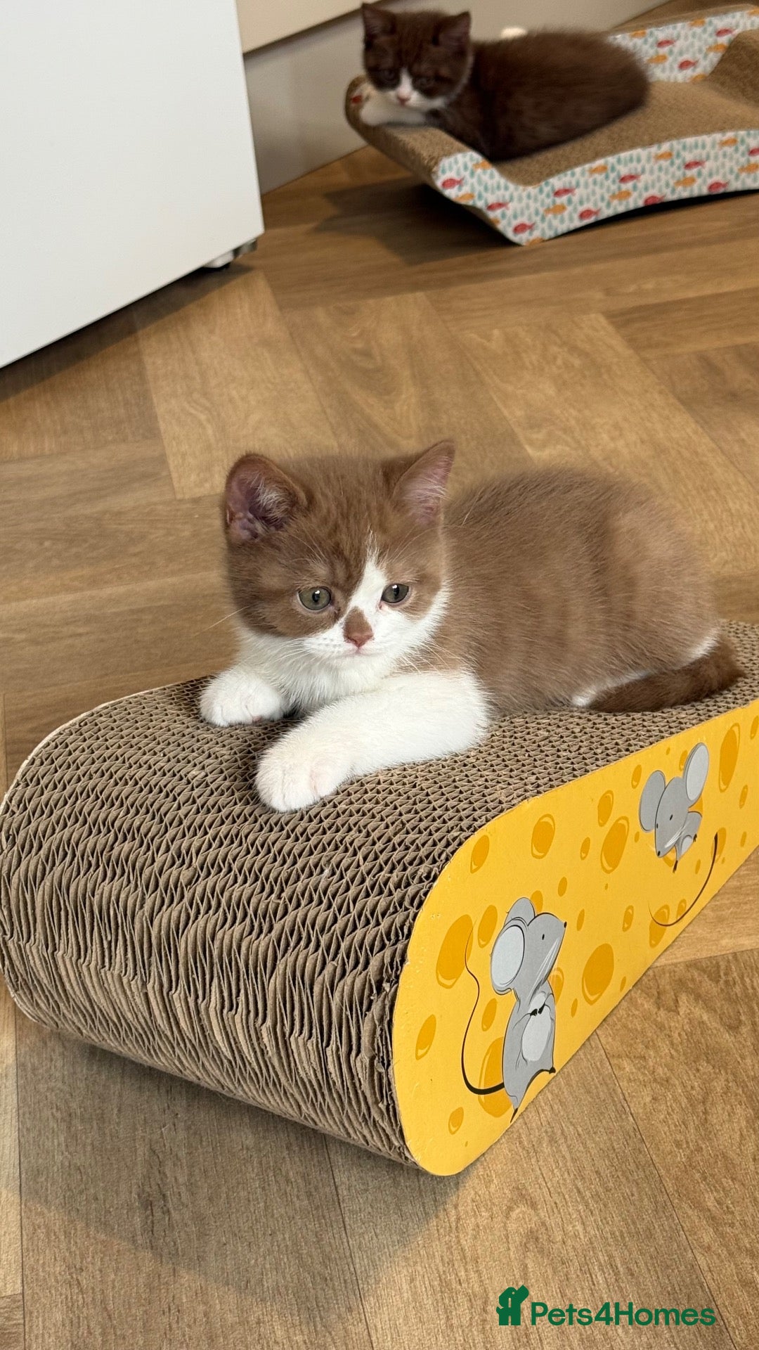 British Shorthair cats for sale: GCCF REG BSH - LAST 2 CINNAMON BI COLOUR KITTENS - Advert 1