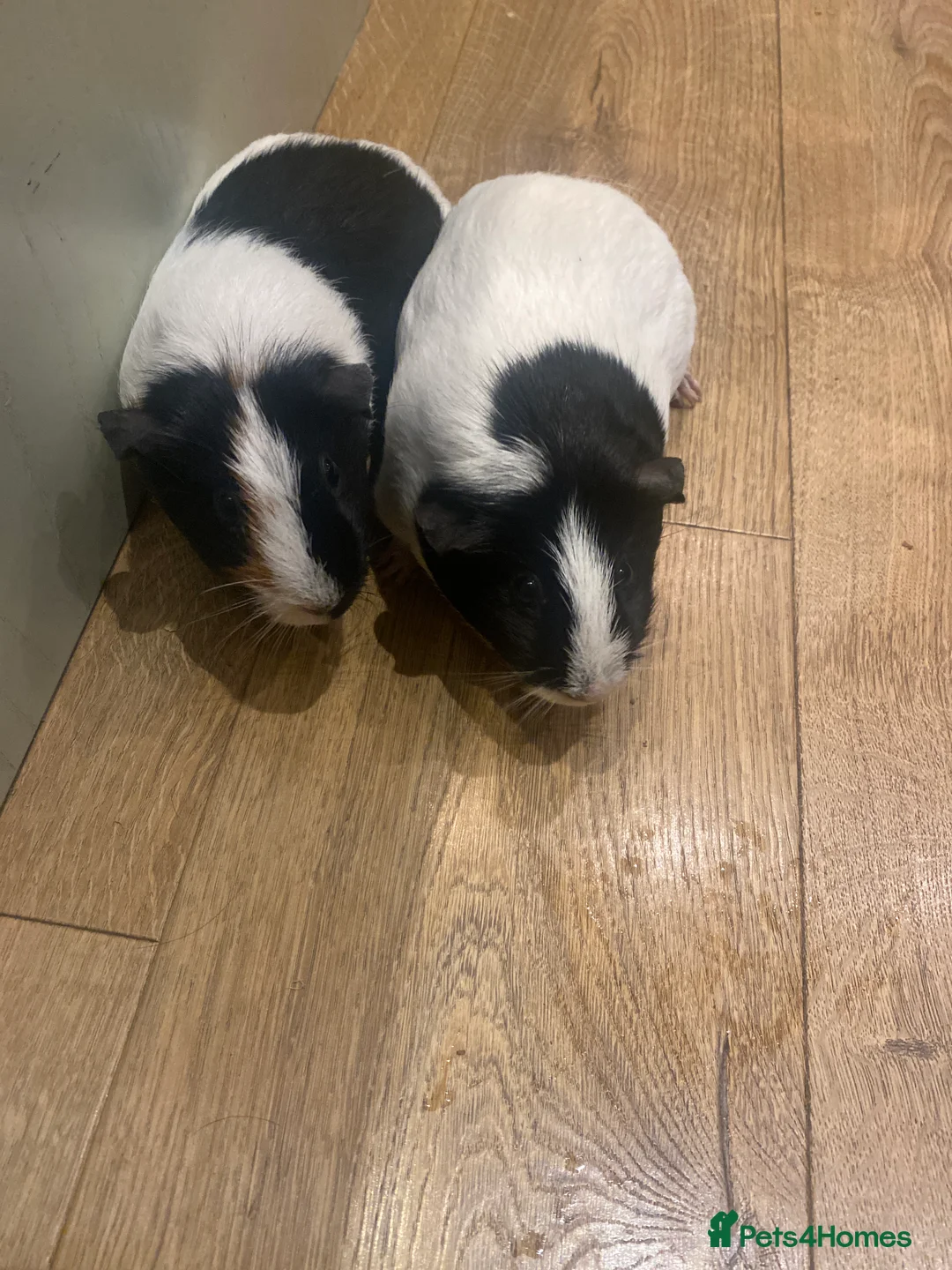 Guinea Pig rodents for sale: 2 Guinea pigs for sale MUST GO TOGETHER!!  - Advert 1
