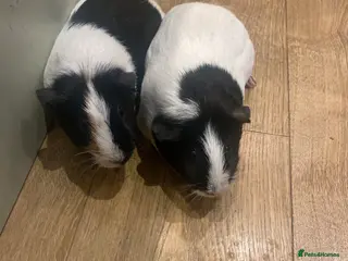 Guinea Pig rodents 2 Guinea pigs for sale MUST GO TOGETHER!! - Advert 3