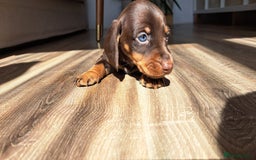Miniature Dachshund dogs for sale: Dashhound puppy - Image 7