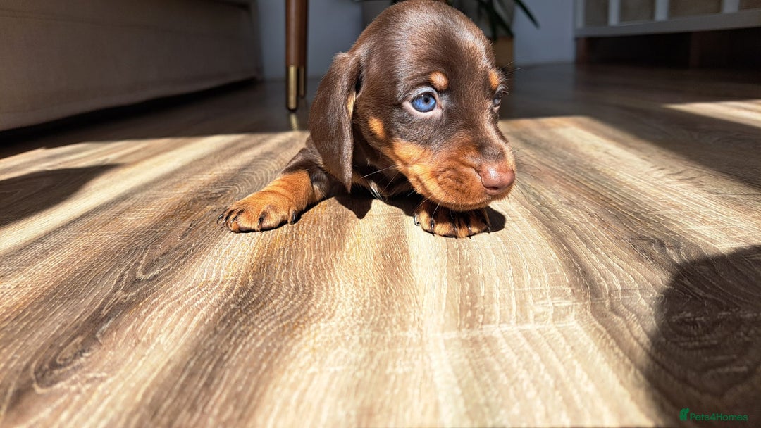 Miniature Dachshund dogs for sale: Dashhound puppy - Image 7
