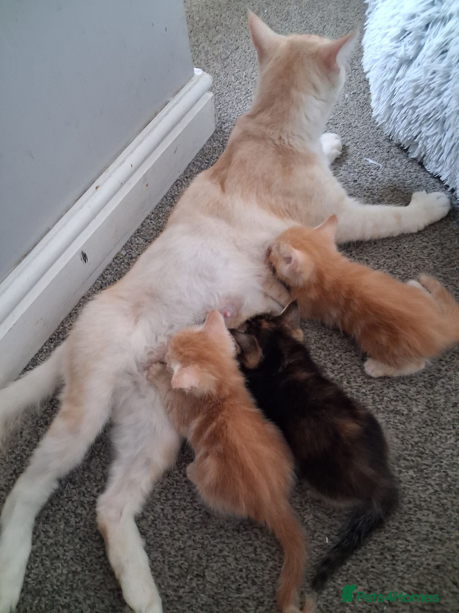 Maine Coon cats ***Beautiful mainecoon cross kittens***  - Advert 2