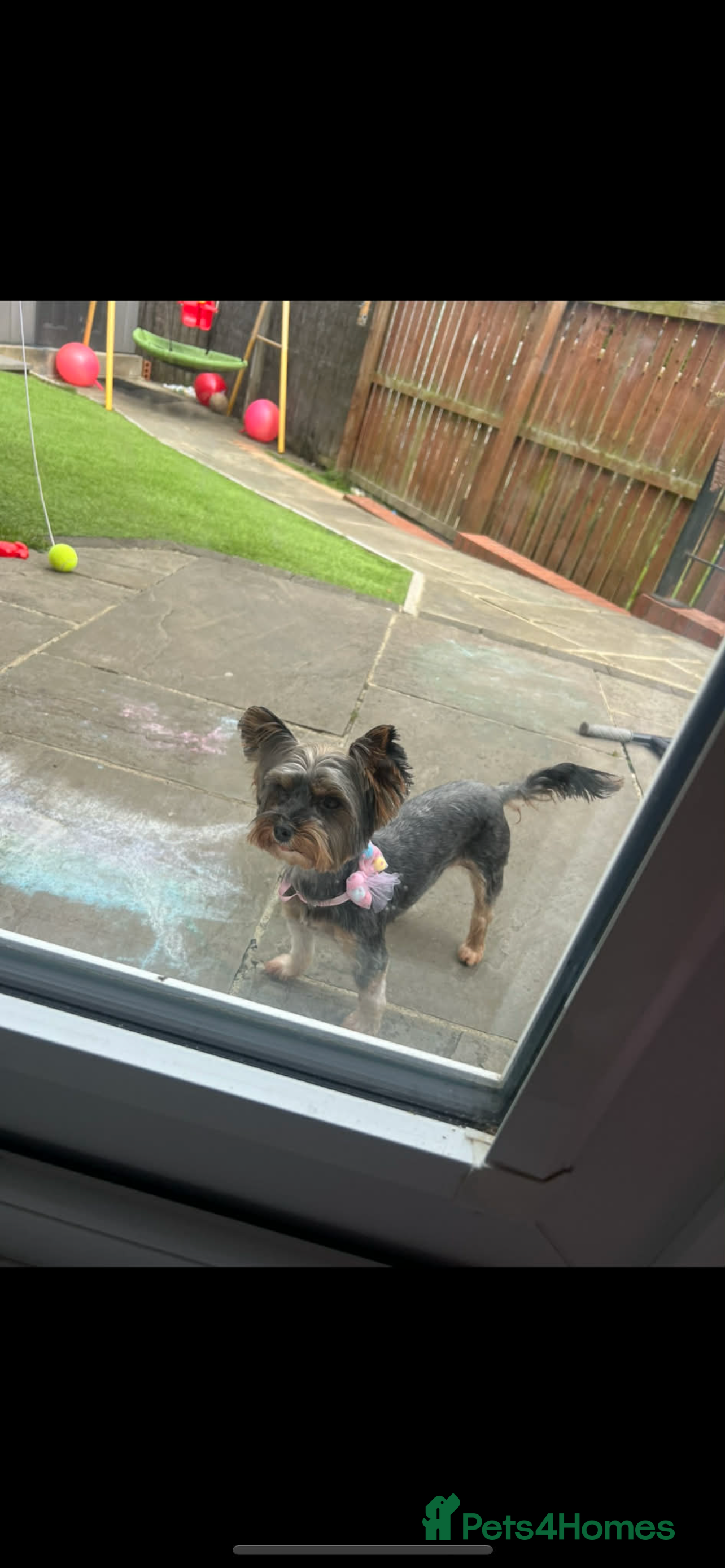 Yorkshire Terrier dogs Small yorkshire terrier puppy - Advert 1