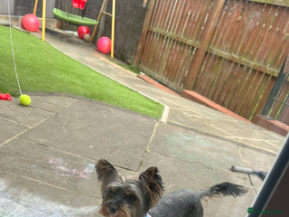 Yorkshire Terrier dogs Small yorkshire terrier puppy - Advert 4