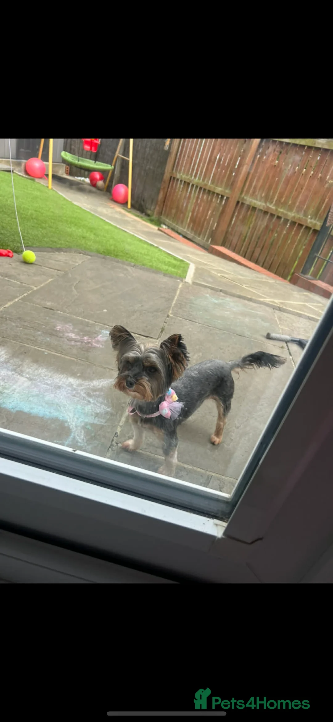 Yorkshire Terrier dogs for sale: Small yorkshire terrier puppy - Advert 1