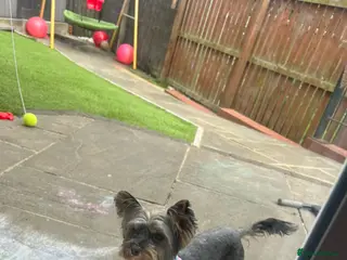 Yorkshire Terrier dogs Small yorkshire terrier puppy - Advert 2