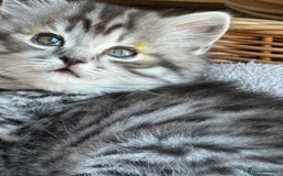 British Longhair cats for sale: British Longhair full pedigree - Advert 13