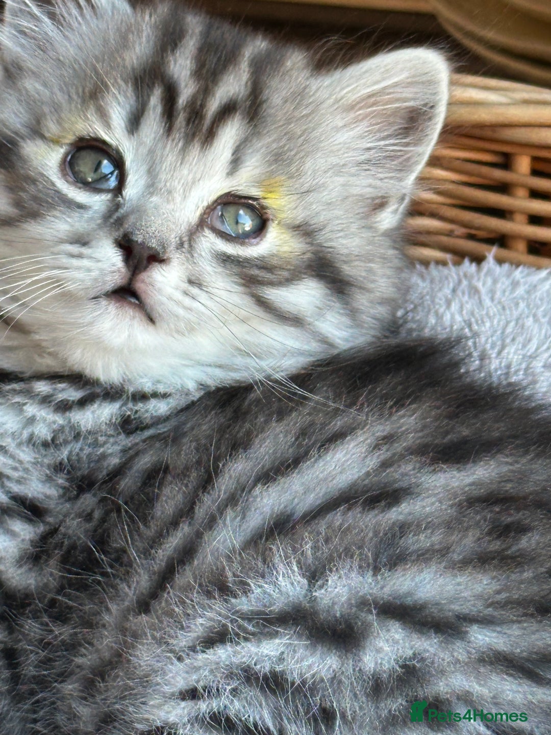 British Longhair cats for sale: British Longhair full pedigree - Advert 13