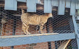 Bengal cats for sale: Beautiful Bengal Female -11 months old!  - Image 7