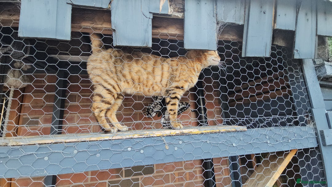 Bengal cats for sale: Beautiful Bengal Female -11 months old!  - Image 7