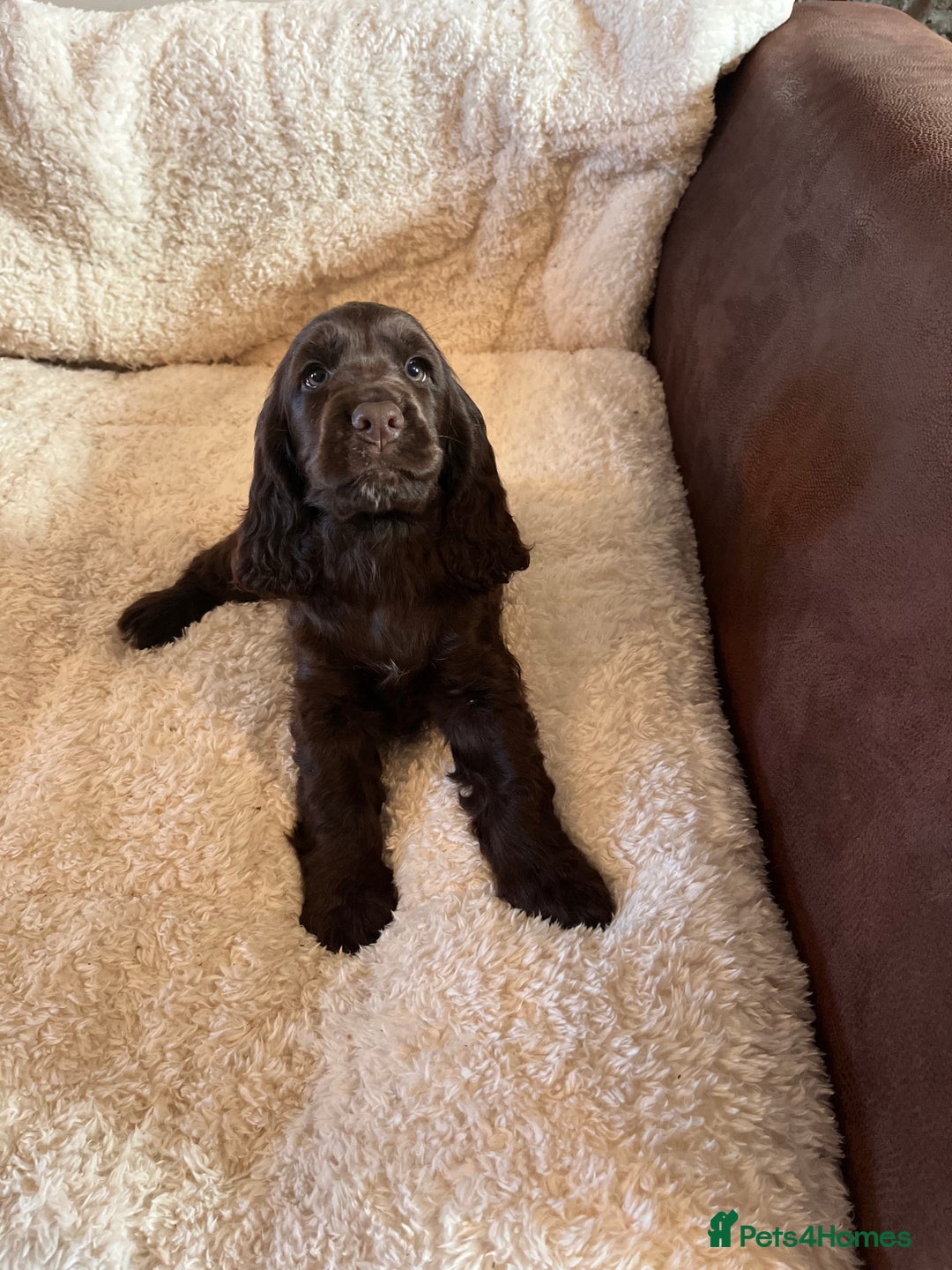 Cocker Spaniel dogs for sale: Health tested KC reg low co eff show type cockers - Advert 13