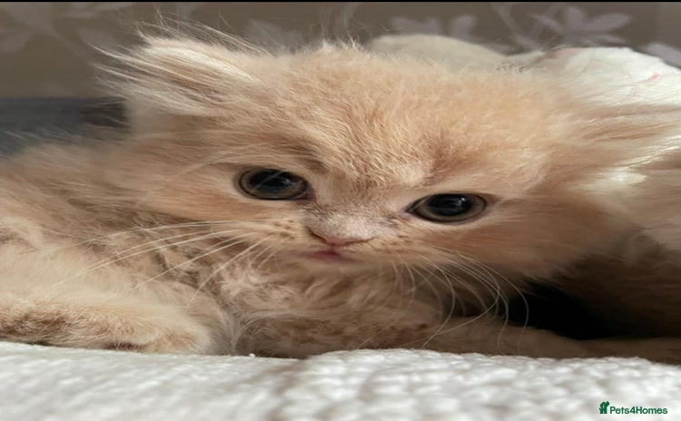 Persian cats - Advert 1