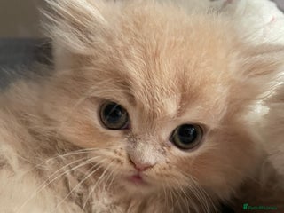 Persian cats - Advert 12