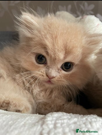 Persian cats - Advert 1