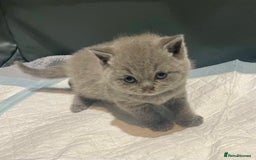 British Shorthair cats for sale: 💕Pure BSH Kittens – Family Raised, Ready December - Image 15