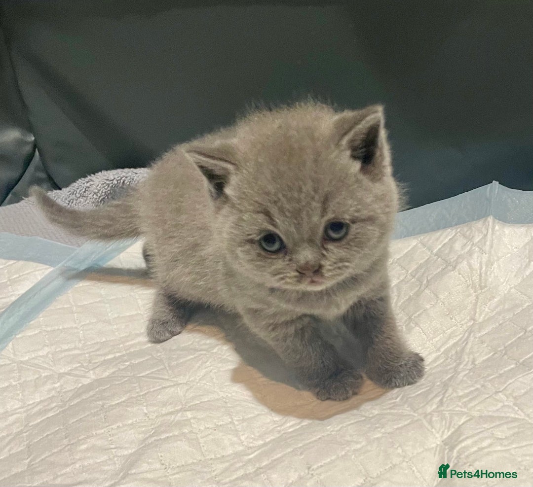 British Shorthair cats for sale: 💕Pure BSH Kittens – Family Raised, Ready December - Image 15