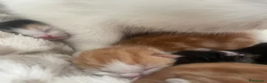 GINGER MALE 1