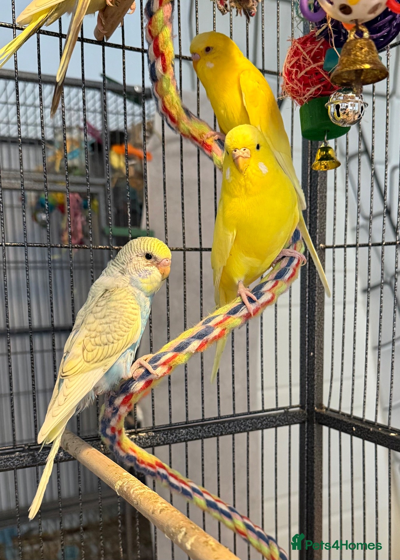 Budgerigars birds Young budgies indoor raised   Runcorn wa7   - Advert 1