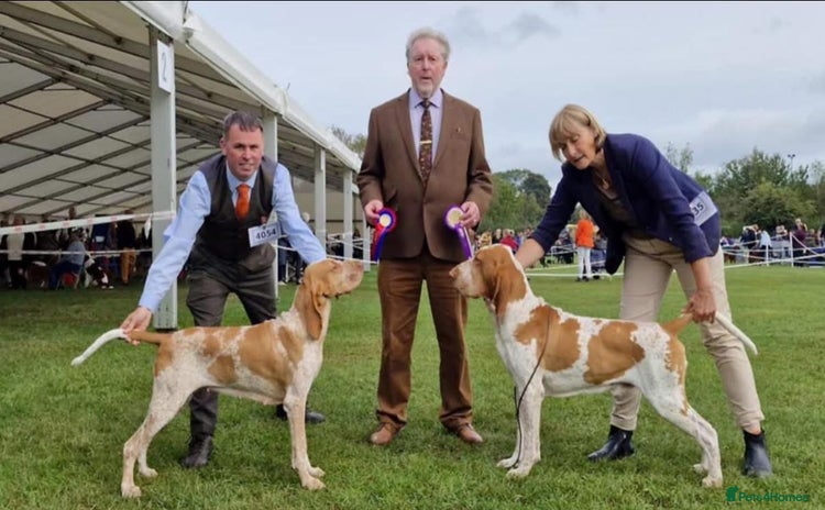 Bracco Italiano dogs 🌟 Bracco Italiano Puppies Due 5th December 🌟 - Advert 1