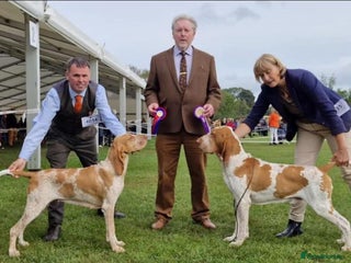 Bracco Italiano dogs 🌟 Bracco Italiano Puppies Due 5th December 🌟 - Advert 3