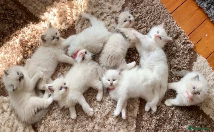 Ragdoll cats - Advert 13