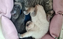 British Shorthair cats for sale: Beautiful Blue British, Lilac, Color point, Tabby  - Image 28