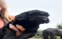 Cockapoo dogs for sale: Lovely litter cockapoo  - Image 25