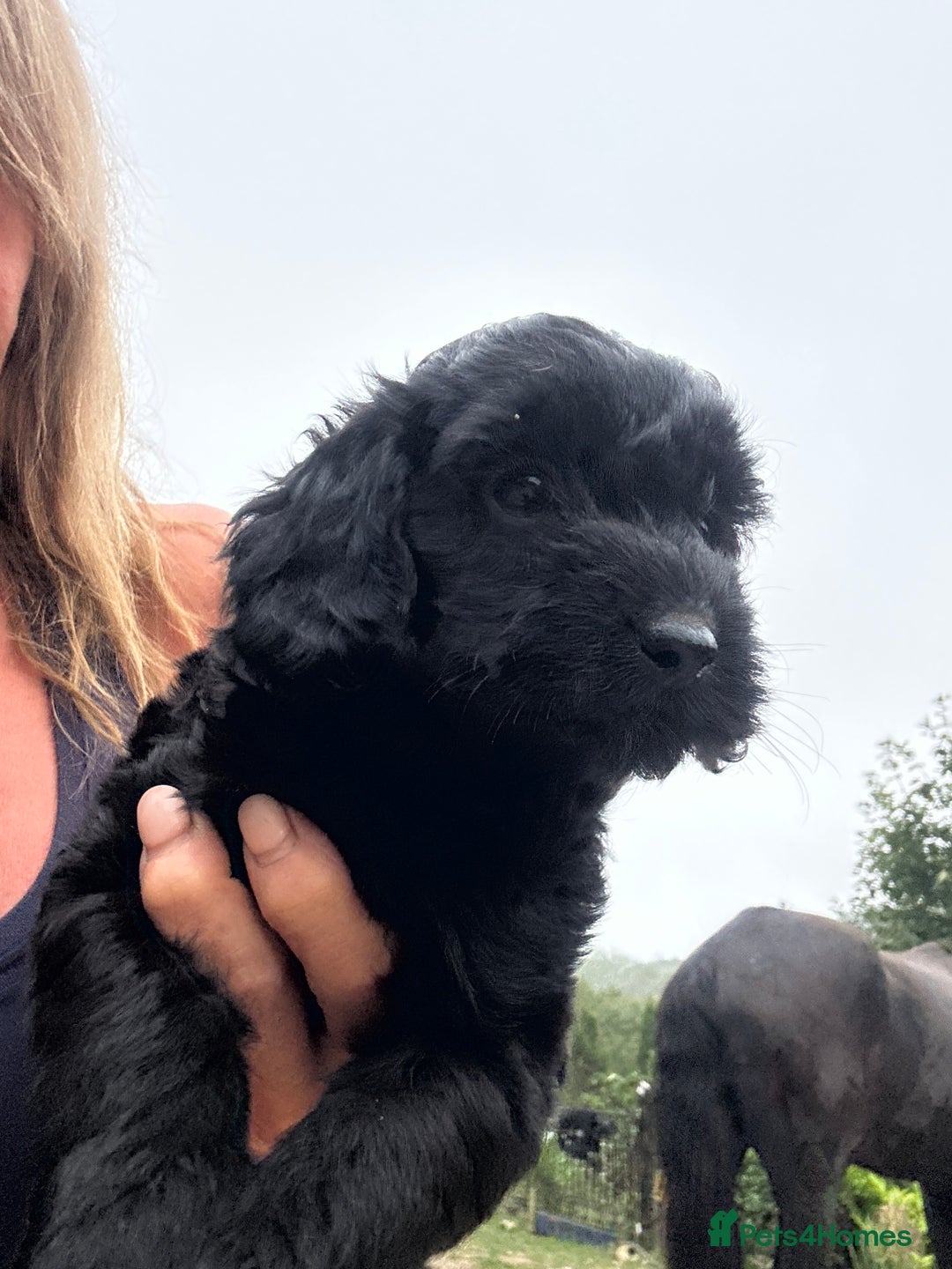 Cockapoo dogs for sale: Lovely litter cockapoo  - Image 25