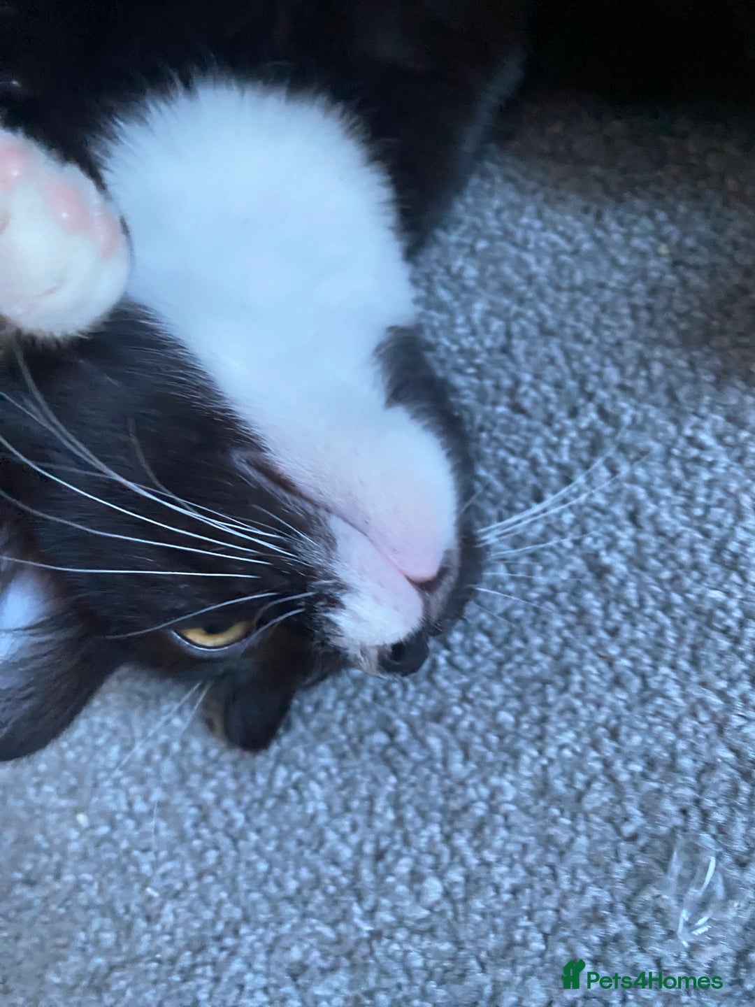 Mixed Breed cats for sale: LUNA  - Advert 4