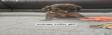 Goldendoodle 10