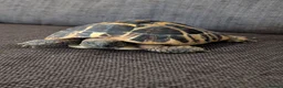 Hermann Tortoise reptiles for sale: Hermann Tortoise  - Advert 2