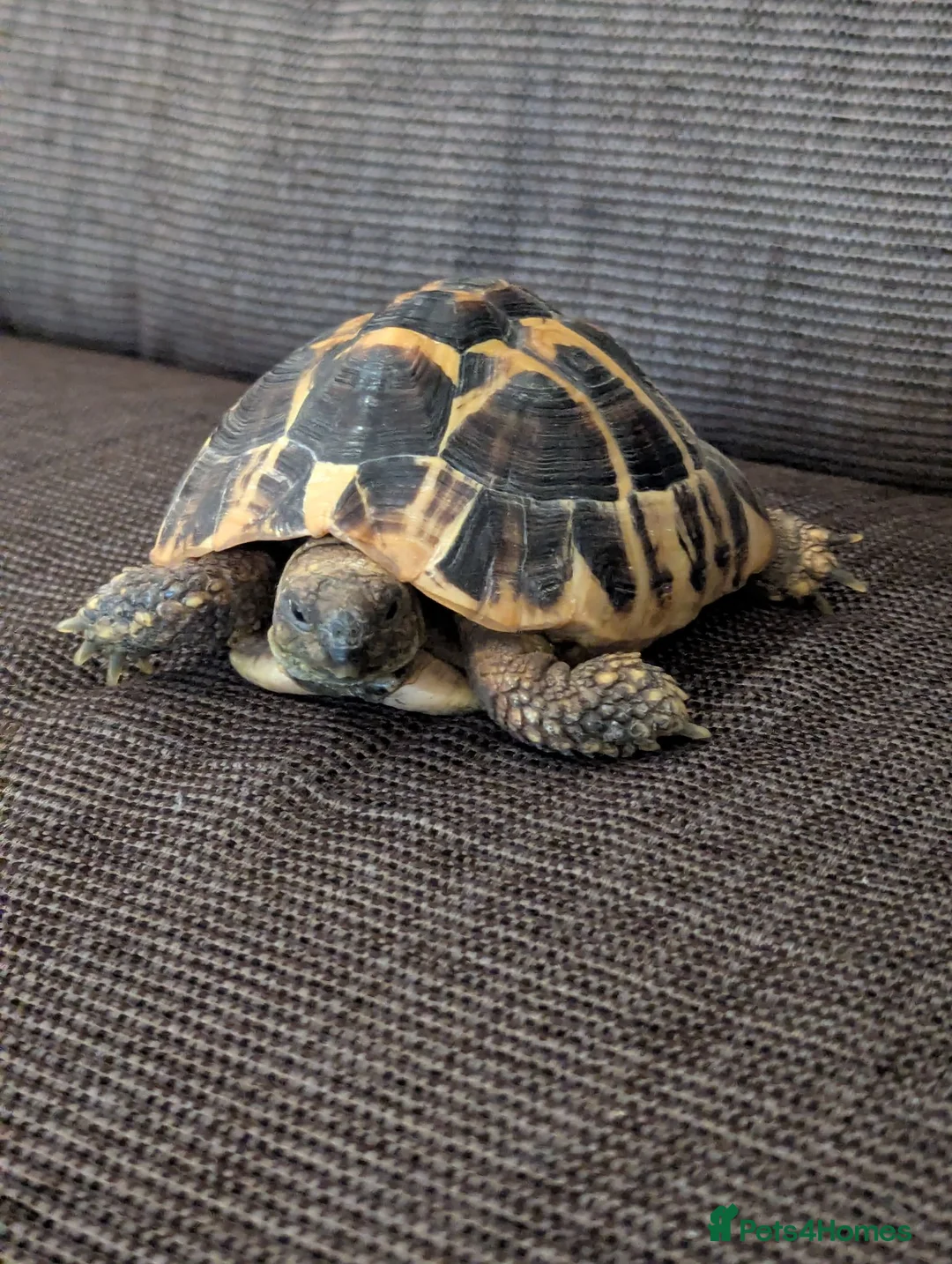 Hermann Tortoise reptiles for sale: Hermann Tortoise  - Advert 2