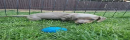 Mixed Breed dogs for sale: READY NOWPatterjack x daxie 2boys 2Girl available  - Advert 10