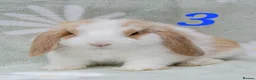 Mini Lop rabbits for sale: Friendly handled babies ready now - Advert 2