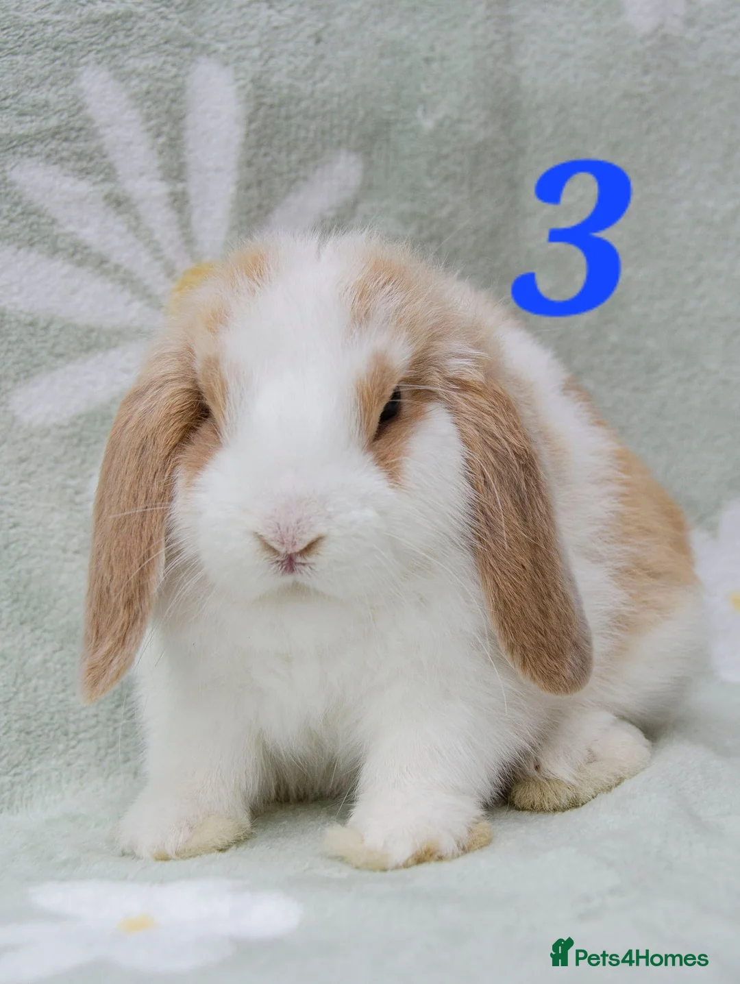 Mini Lop rabbits for sale: Friendly handled babies ready now - Advert 2