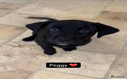 Mixed Breed dogs for sale: 8 week old pups - Image 3