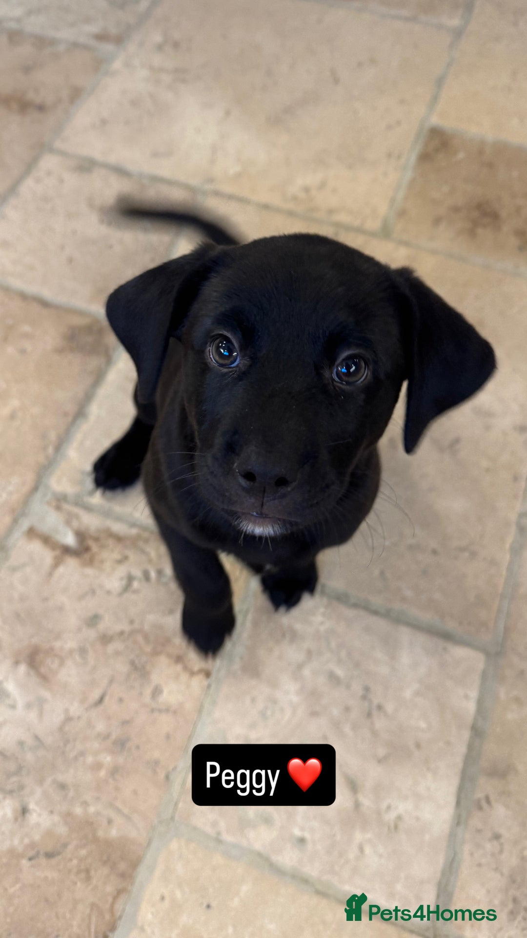Mixed Breed dogs for sale: 8 week old pups - Image 3