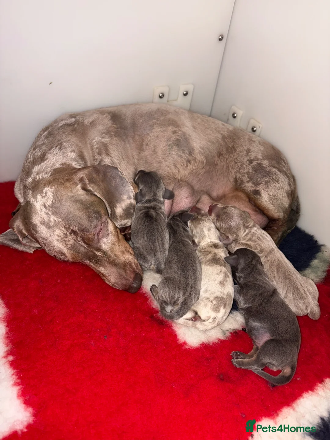 Miniature Dachshund dogs for sale: Stunning Daschunds in Liverpool - Advert 12