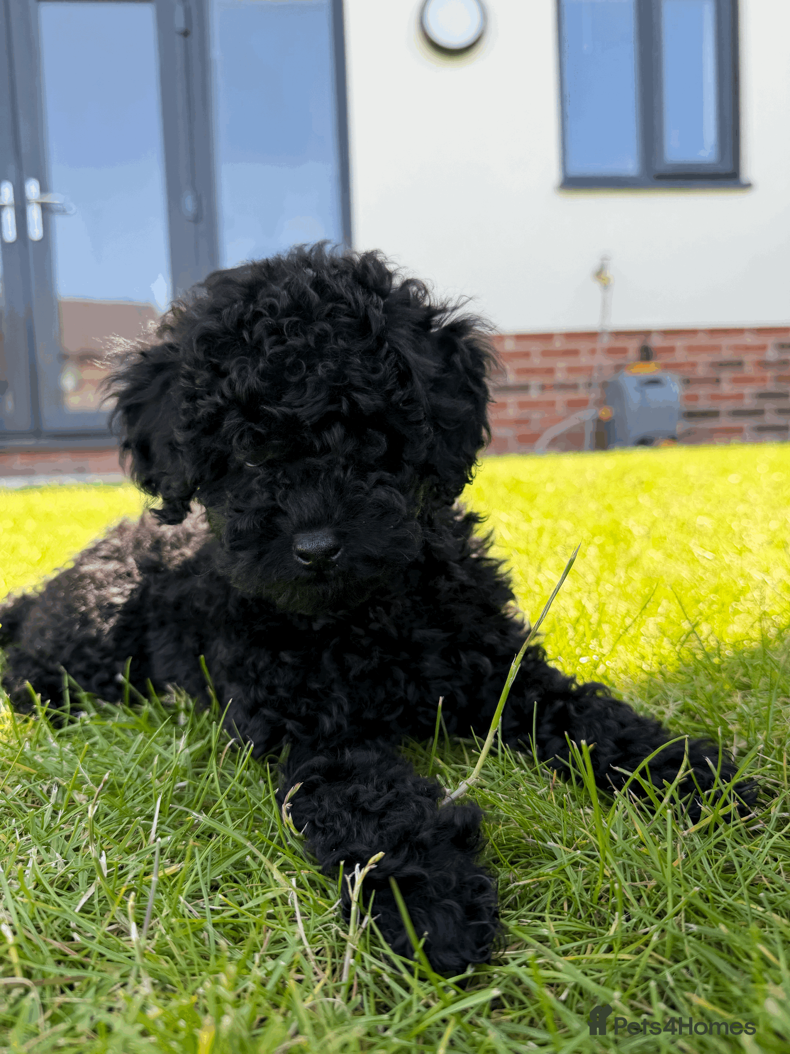 Toy Poodle dogs Blue Toy Poodle - RARE Opportunity  - Advert 7