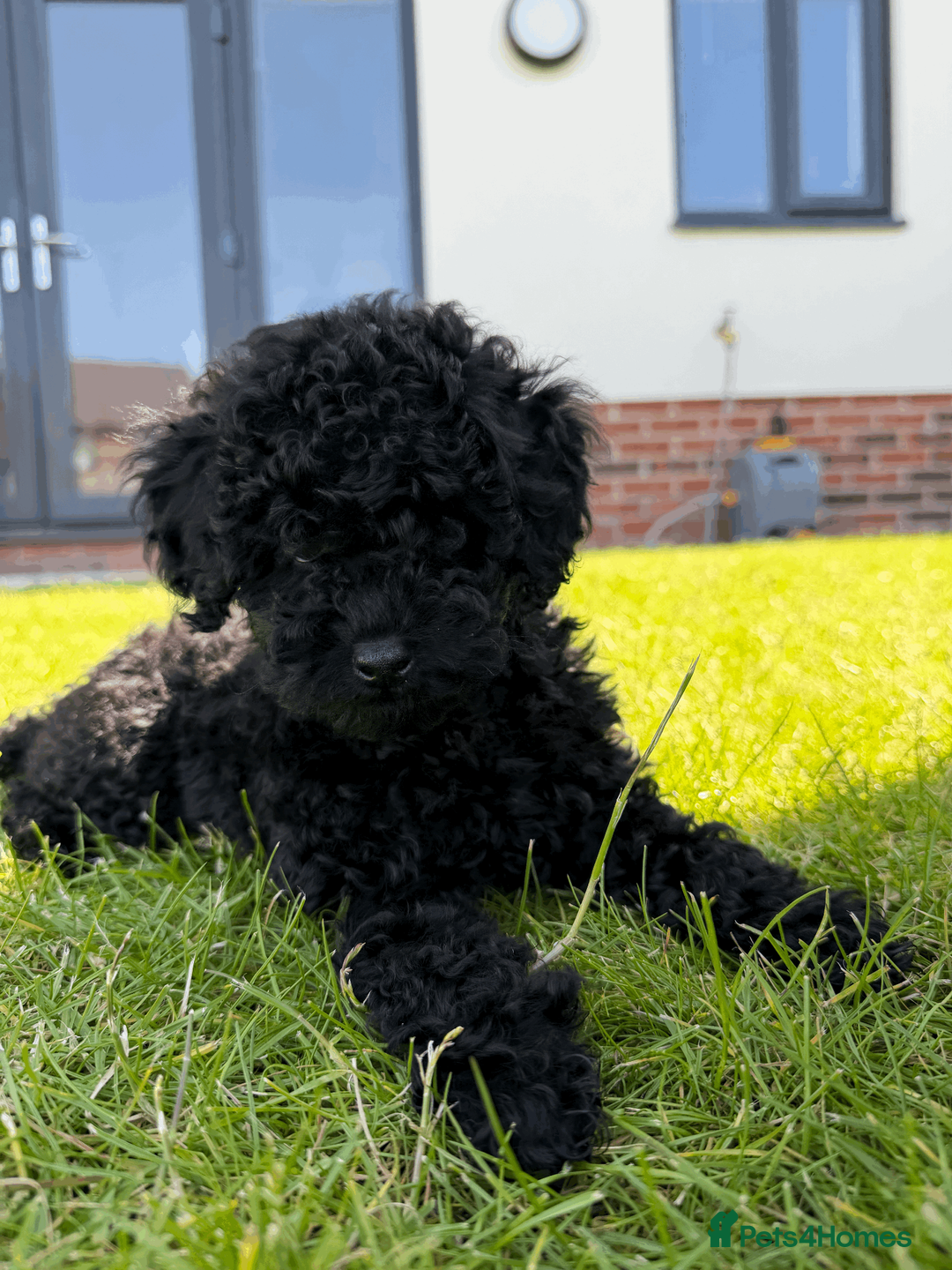 Toy Poodle dogs for sale: Blue Toy Poodle - RARE Opportunity  - Advert 1