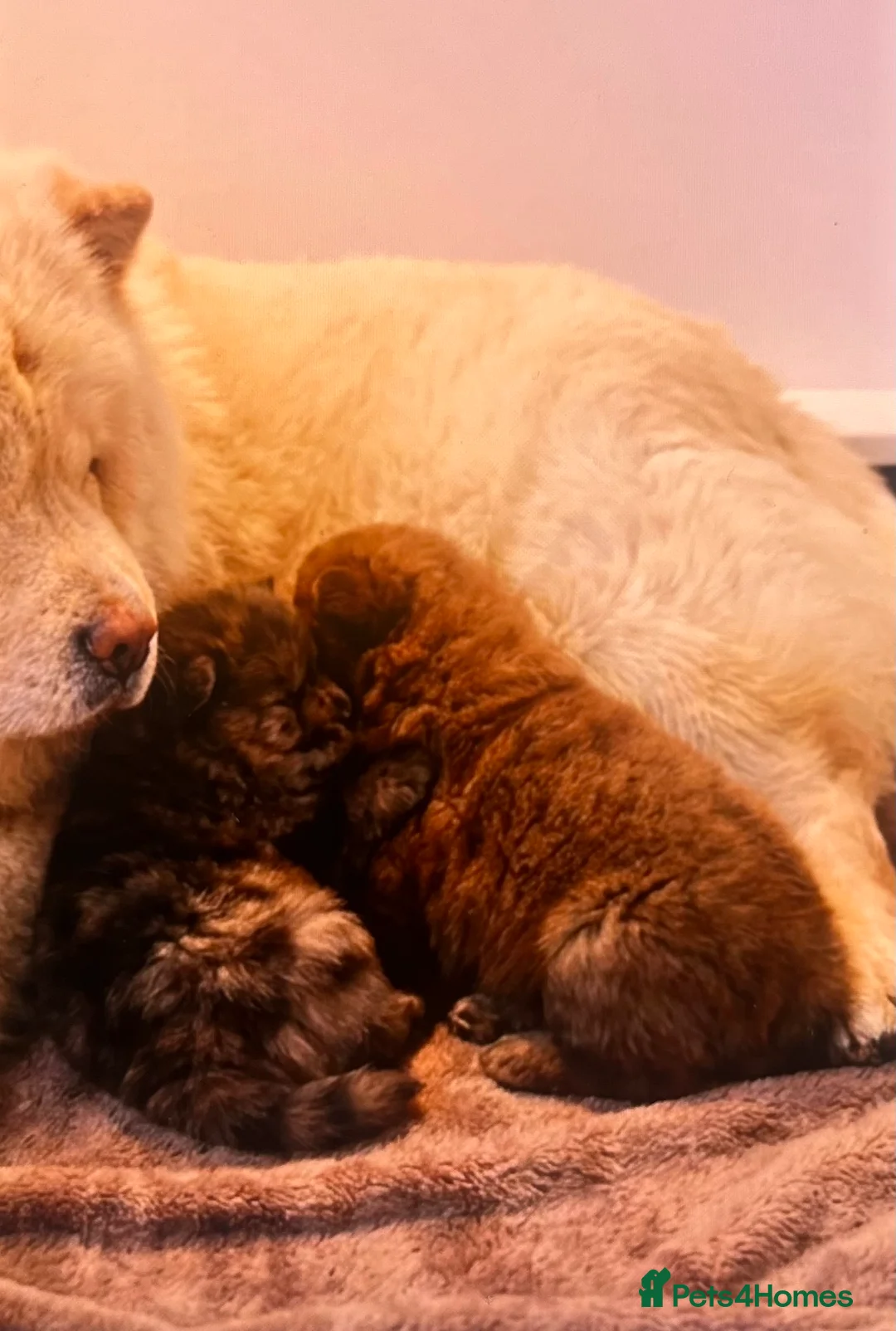 Chow Chow dogs for sale: 2 beautiful chow chow puppies - Advert 2